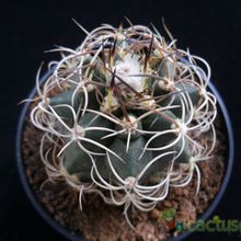 Una foto de Matucana paucicostata