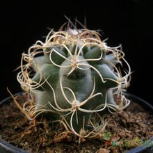 Una foto de Matucana paucicostata