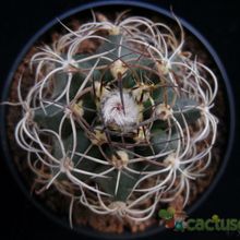 Una foto de Matucana paucicostata