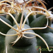 Una foto de Matucana paucicostata