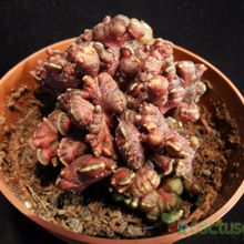 A photo of Echinopsis cv. CHOCOLATE fma. mostruosa