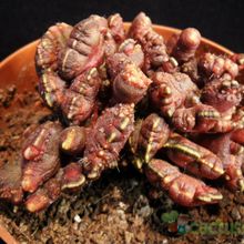 A photo of Echinopsis cv. CHOCOLATE fma. mostruosa