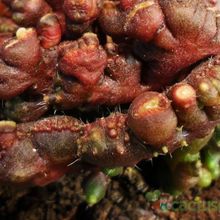 A photo of Echinopsis cv. CHOCOLATE fma. mostruosa