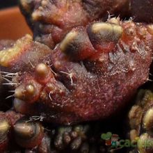 A photo of Echinopsis cv. CHOCOLATE fma. mostruosa