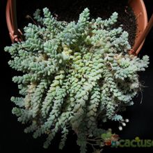 Una foto de Sedum dasyphyllum