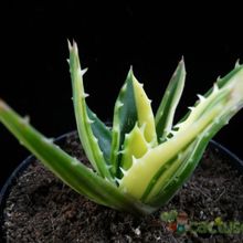 A photo of Aloe perfoliata 