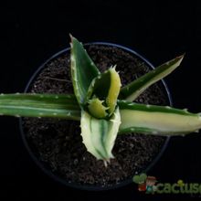 A photo of Aloe perfoliata 