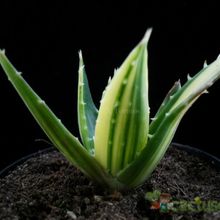 A photo of Aloe perfoliata 