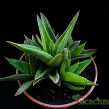 Una foto de Alworthia cv. Black Gem (Haworthia cymbiformis x Aloe speciosa) fma. variegada