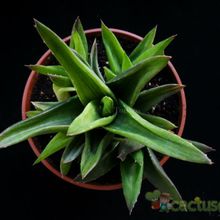 Una foto de Alworthia cv. Black Gem (Haworthia cymbiformis x Aloe speciosa) fma. variegada