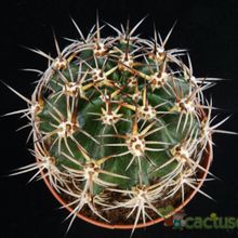 A photo of Echinopsis silvestrii