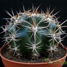 A photo of Echinopsis silvestrii