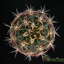 A photo of Echinopsis silvestrii