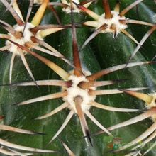 A photo of Echinopsis silvestrii