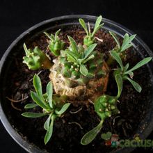 A photo of Euphorbia bupleurifolia x susannae