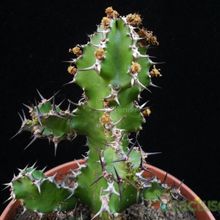 A photo of Euphorbia restricta  