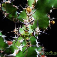 A photo of Euphorbia restricta  