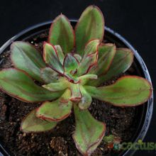 A photo of Echeveria nodulosa