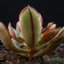 A photo of Echeveria nodulosa