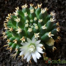 A photo of Mammillaria decipiens ssp. camptotricha fma. brevispina