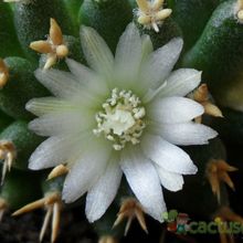 A photo of Mammillaria decipiens ssp. camptotricha fma. brevispina