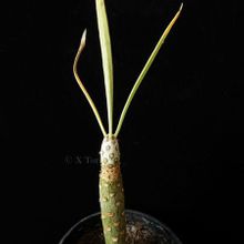 Una foto de Kleinia neriifolia