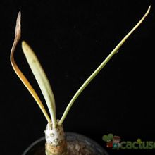 Una foto de Kleinia neriifolia