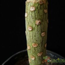 Una foto de Kleinia neriifolia