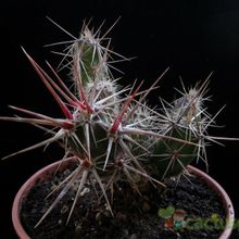 A photo of Corynopuntia invicta