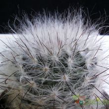 Una foto de Mammillaria guelzowiana