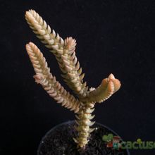 A photo of Crassula ericoides