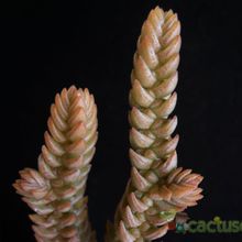A photo of Crassula ericoides