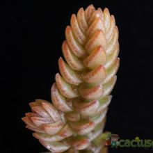 A photo of Crassula ericoides