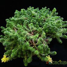 A photo of Sedum sexangulare
