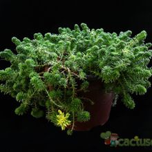 A photo of Sedum sexangulare
