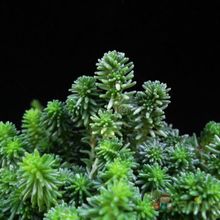 A photo of Sedum sexangulare