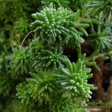A photo of Sedum sexangulare
