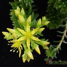 A photo of Sedum sexangulare