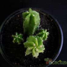 A photo of Echinocereus viereckii var. morricalii