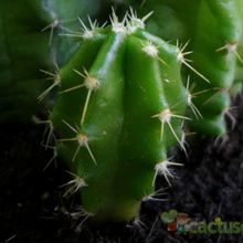 A photo of Echinocereus viereckii var. morricalii