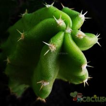 A photo of Echinocereus viereckii var. morricalii