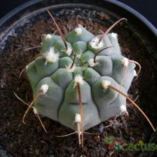 Una foto de Gymnocalycium ochoterenae subsp. vatteri