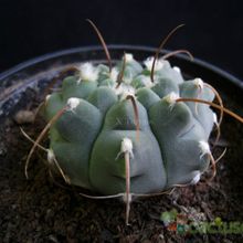 Una foto de Gymnocalycium ochoterenae subsp. vatteri