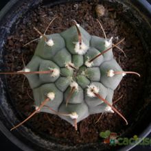 Una foto de Gymnocalycium ochoterenae subsp. vatteri