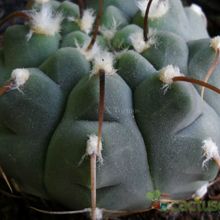 Una foto de Gymnocalycium ochoterenae subsp. vatteri