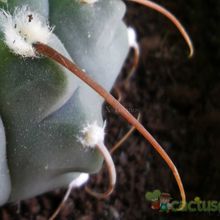 Una foto de Gymnocalycium ochoterenae subsp. vatteri