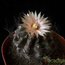 Una foto de Eriosyce crispa