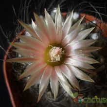 Una foto de Eriosyce crispa