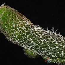 A photo of Stapelianthus pilosus