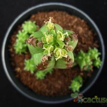 Una foto de Euphorbia latimammillaris  